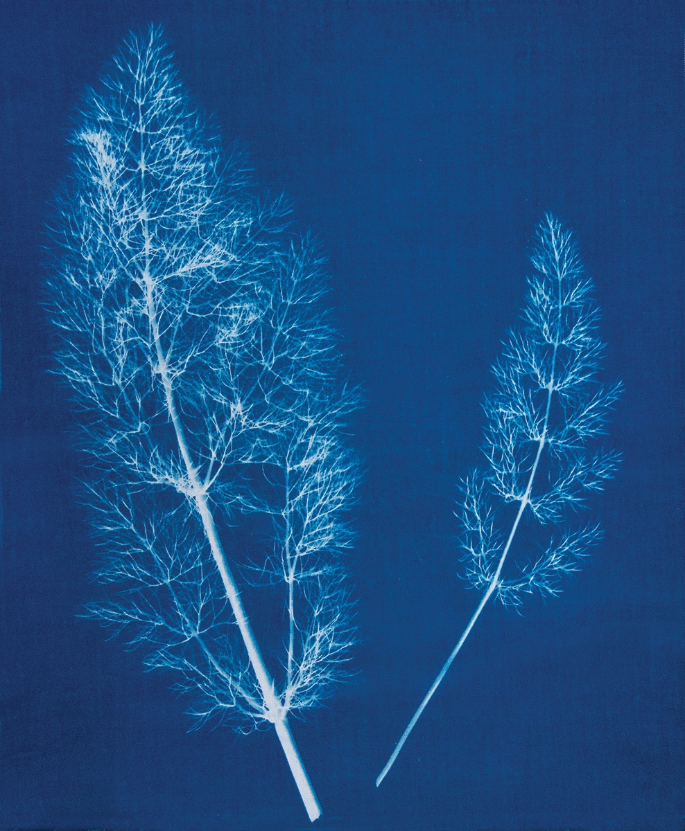 Jacquard Cyanotype Chemistry Set- - Image 4
