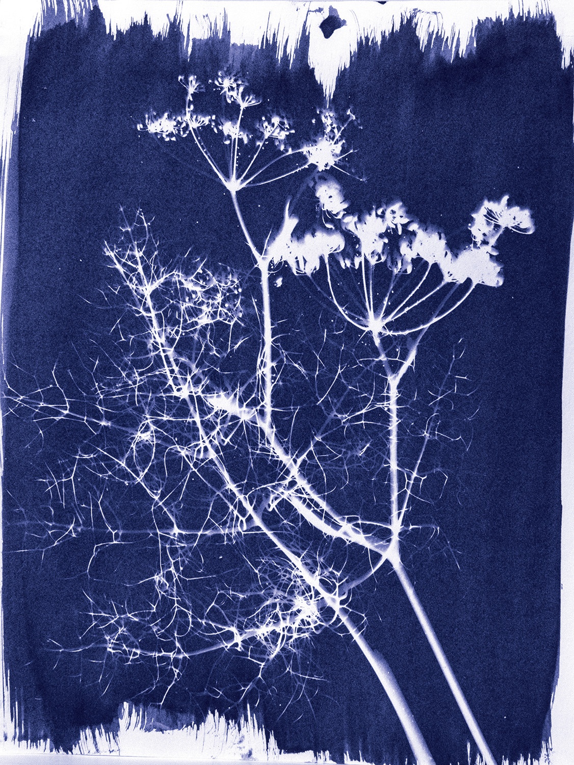 Jacquard Cyanotype Chemistry Set- - Image 5